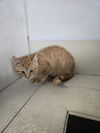 adoptable Cat in , IA named Cheddar