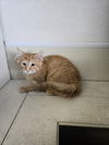 adoptable Cat in , IA named Cheese
