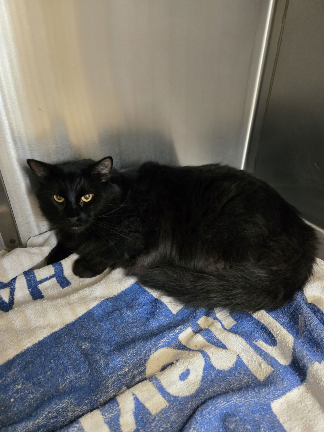 adoptable Cat in Maquoketa, IA named Shady