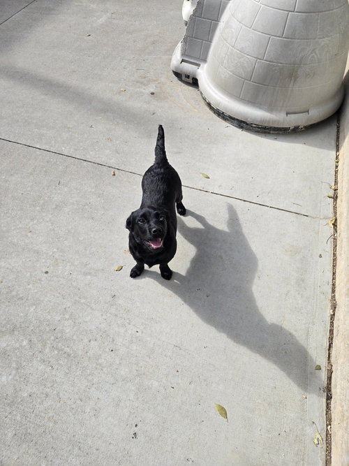 picture of the dog needing adoption