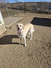 Butch - Photo 2