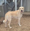 Butch - Photo 3