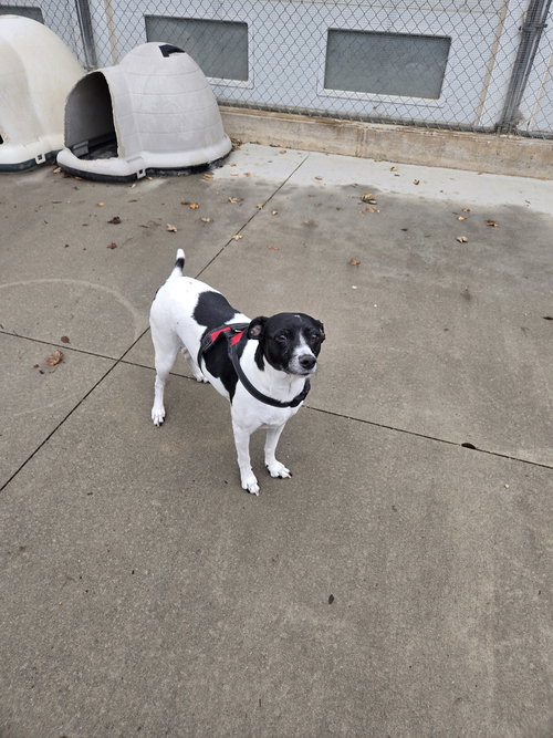 picture of the dog needing adoption