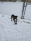Ruby - Photo 2