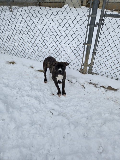 RUBY - Boxer available for adoption