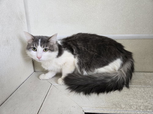 GHOST - Domestic Long Hair available for adoption
