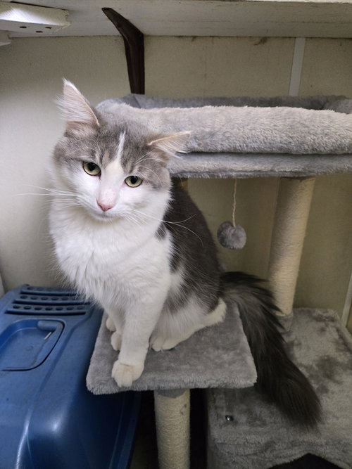picture of the cat needing adoption