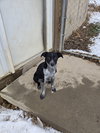 Roo - Photo 1