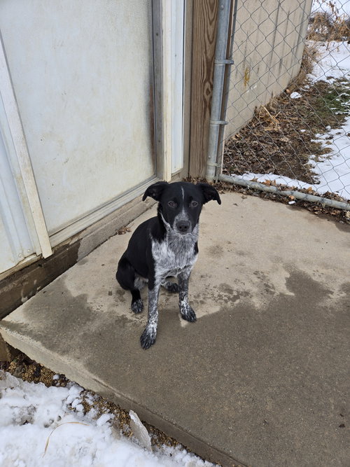 picture of the dog needing adoption
