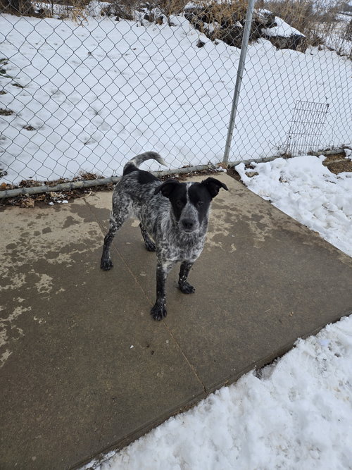 picture of the dog needing adoption