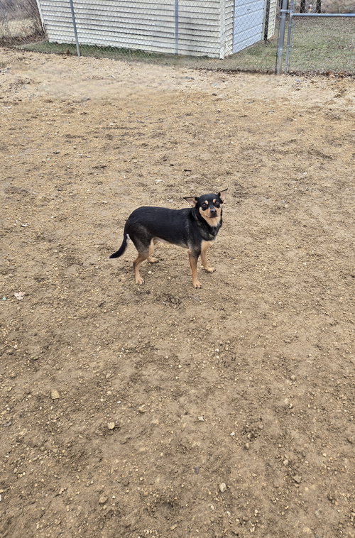 picture of the dog needing adoption