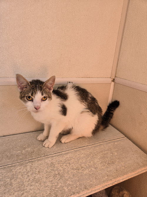 picture of the cat needing adoption