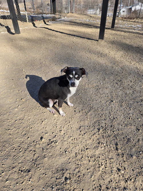 picture of the dog needing adoption