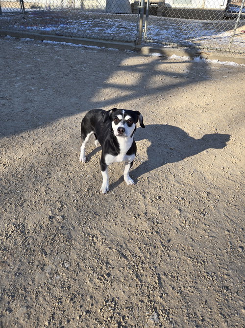 picture of the dog needing adoption