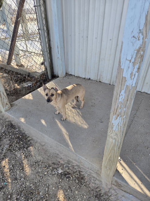 picture of the dog needing adoption