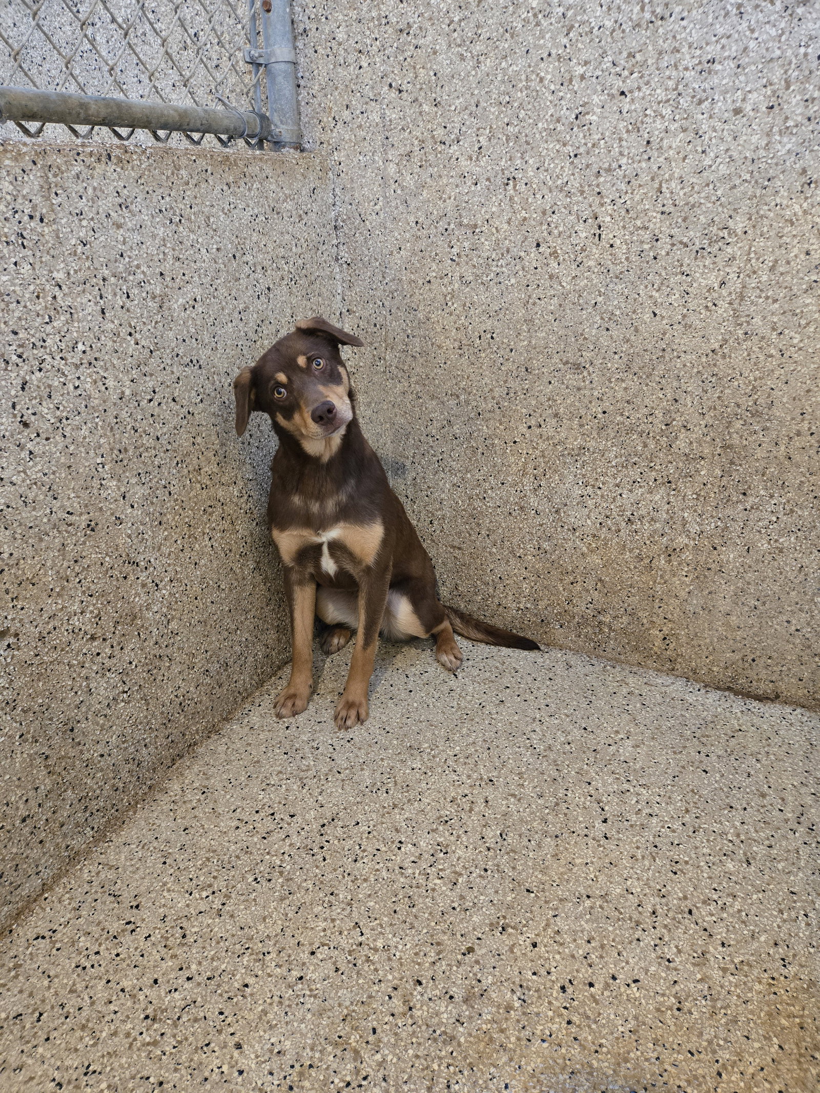 Coco
