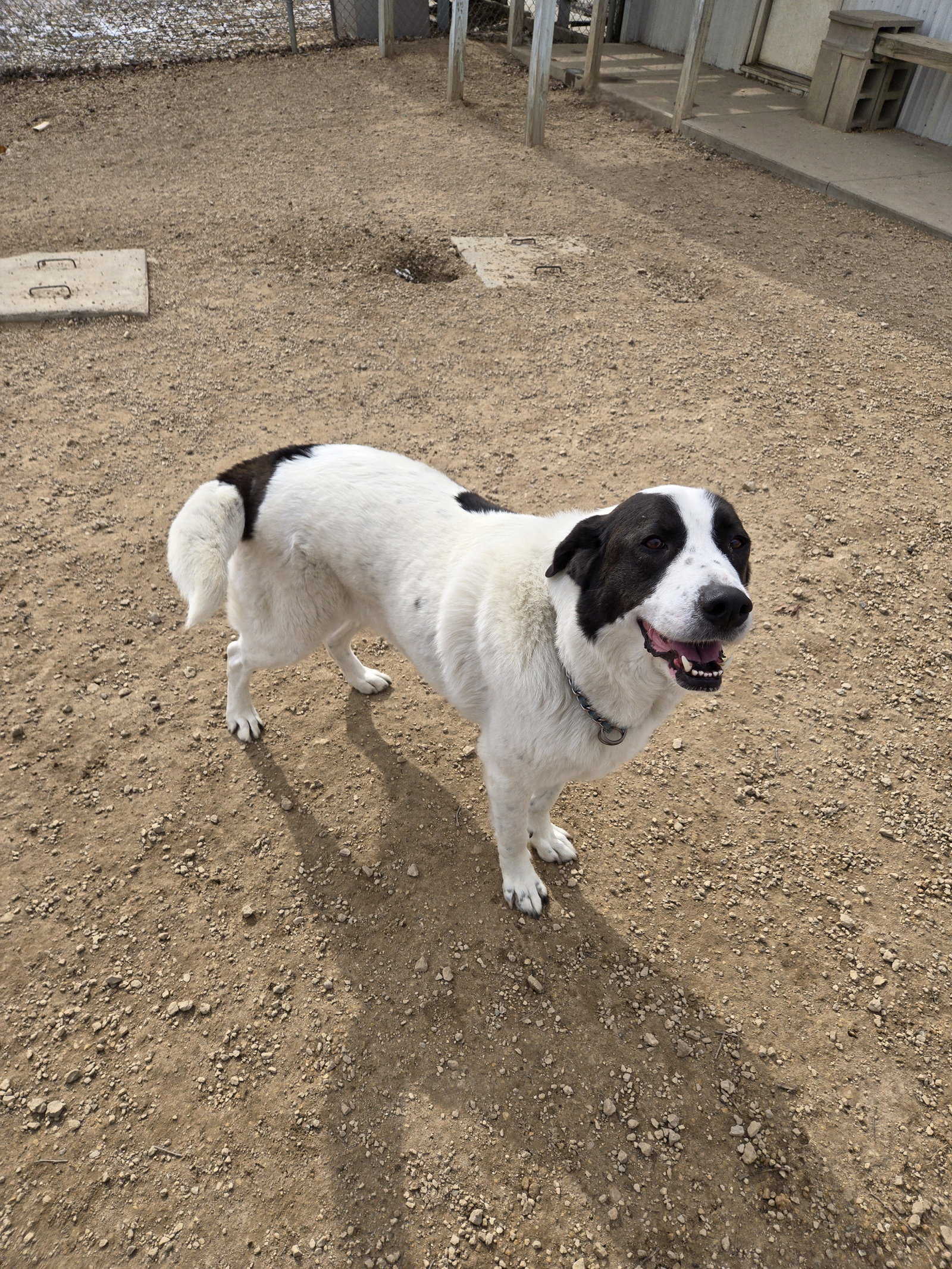 Max Image