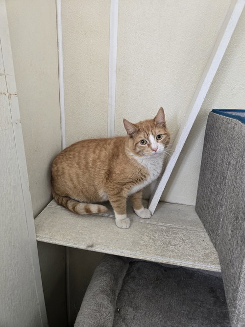 Biscuit, Adult Domestic Short Hair (short coat), cat for adoption in Rock Island, Illinois