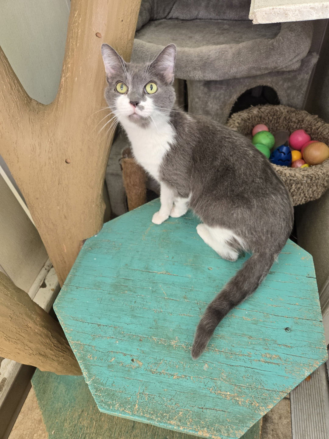 Big Grey Image