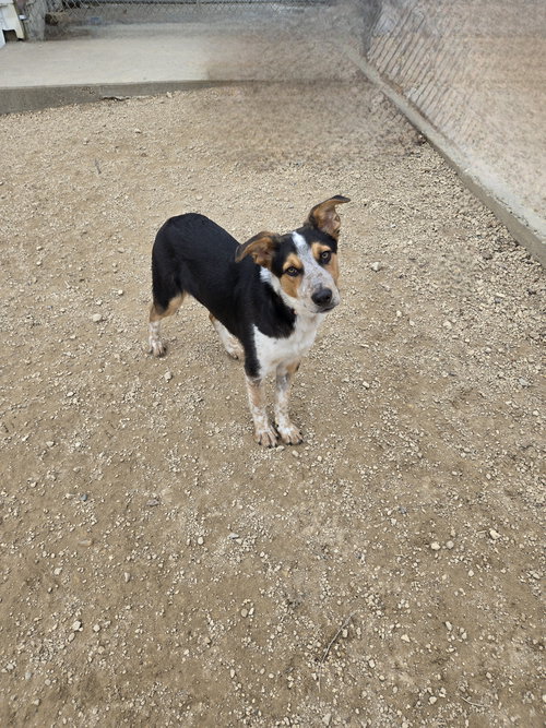 Chase, an adoptable Australian Shepherd in Maquoketa, IA