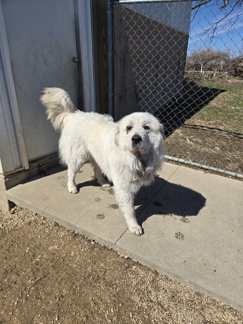 Casper, an adoptable Great Pyrenees in Maquoketa, IA