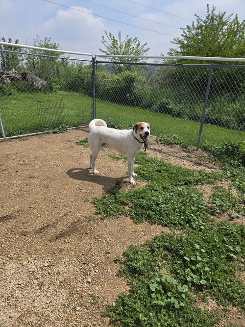 GOOFY - Great Pyrenees available for adoption