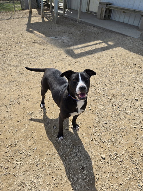 Pearl, an adoptable Black Labrador Retriever in Maquoketa, IA