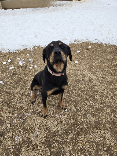 Violet, an adoptable Rottweiler in Maquoketa, IA