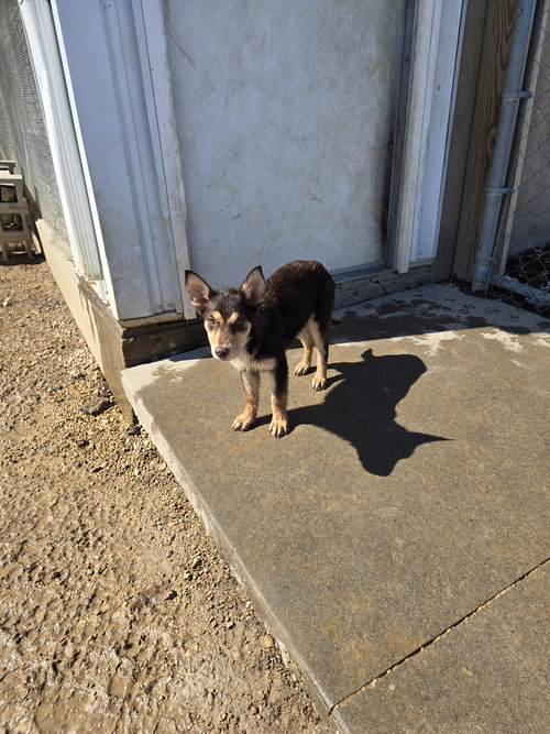 Soona, an adoptable Shepherd in Maquoketa, IA