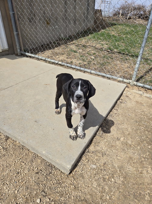 Rizzo, an adoptable Boxer in Maquoketa, IA