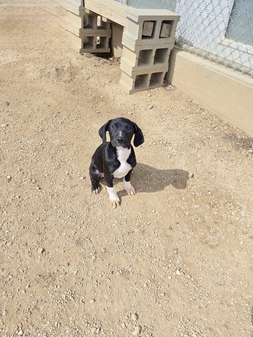 Lucee, an adoptable Boxer in Maquoketa, IA