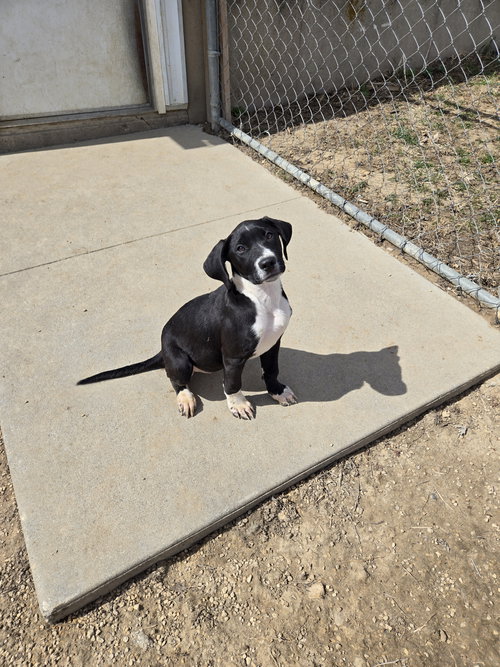 Sissy, an adoptable Boxer in Maquoketa, IA