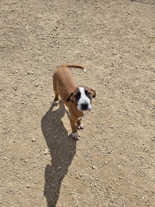 Bethany, an adoptable Boxer in Maquoketa, IA
