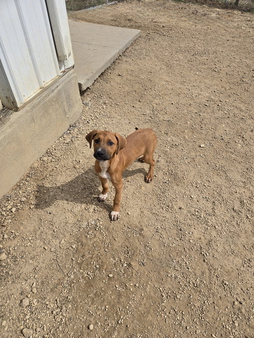 Samantha, an adoptable Boxer in Maquoketa, IA