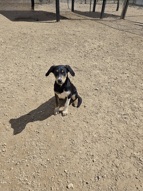 Sage, an adoptable Unknown breed in Maquoketa, IA