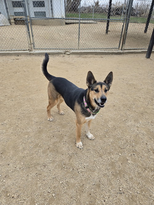 Bear, an adoptable Shepherd in Maquoketa, IA