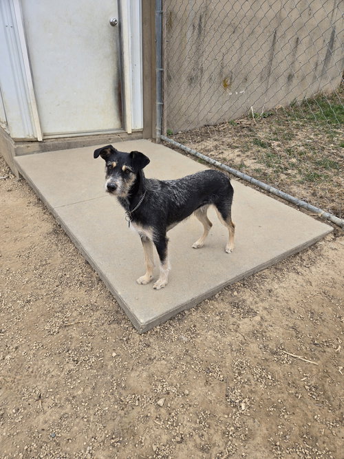 Bandit, an adoptable Terrier in Maquoketa, IA