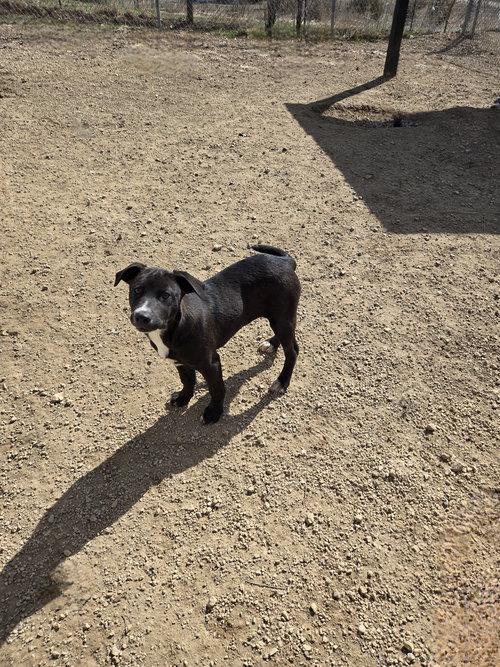 Tesia, an adoptable Labrador Retriever in Maquoketa, IA