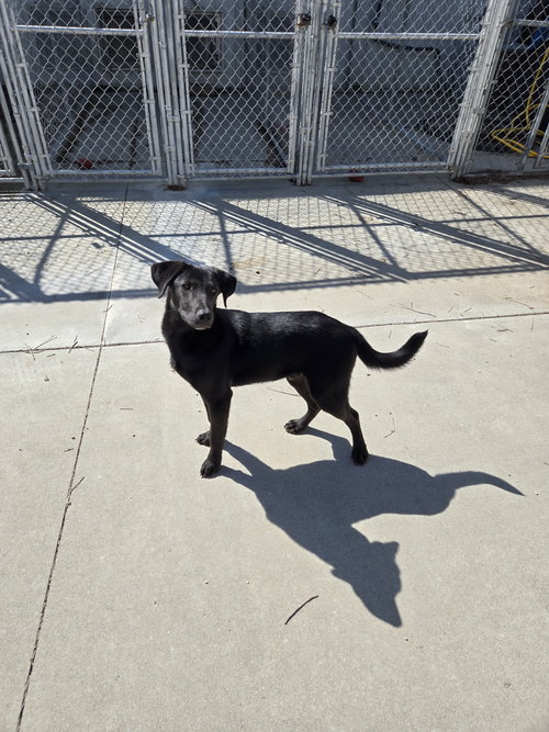 Banks, an adoptable Labrador Retriever in Maquoketa, IA