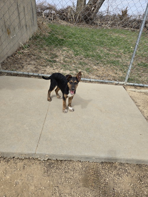 Ruby, an adoptable Unknown breed in Maquoketa, IA