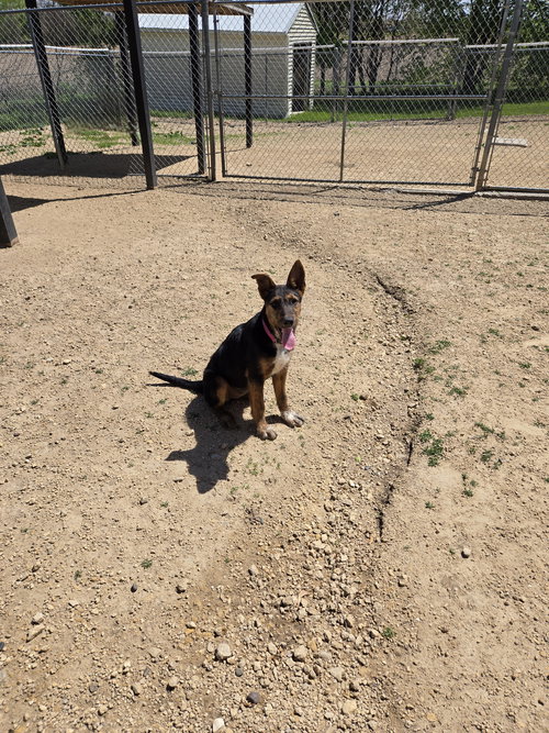 Ruby, an adoptable Unknown breed in Maquoketa, IA