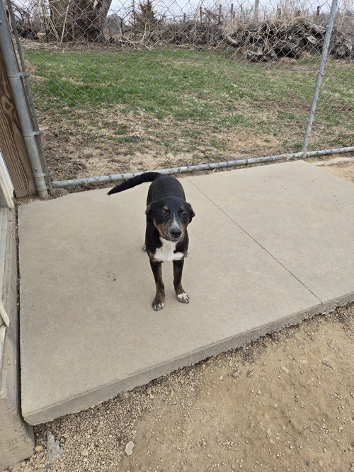 Jay, an adoptable Unknown breed in Maquoketa, IA