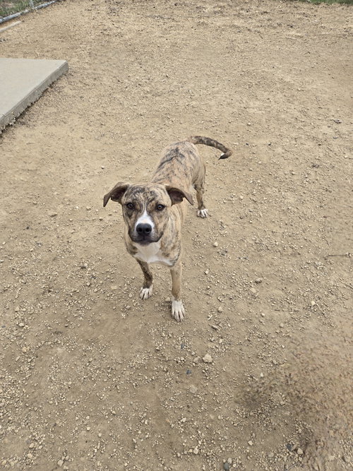 Rika, an adoptable Unknown breed in Maquoketa, IA