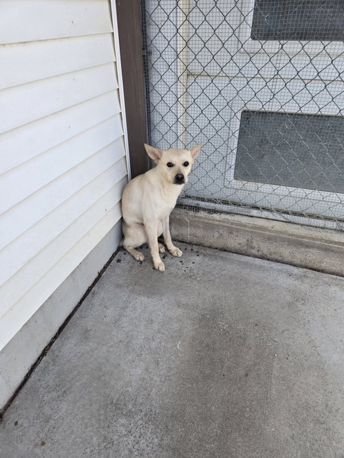picture of the dog needing adoption