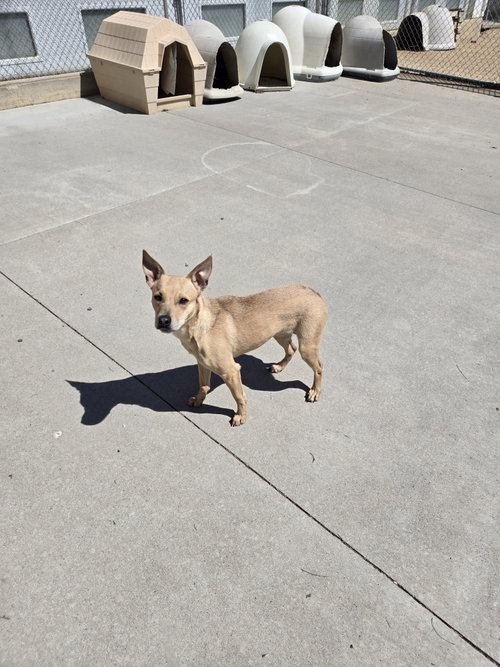 picture of the dog needing adoption