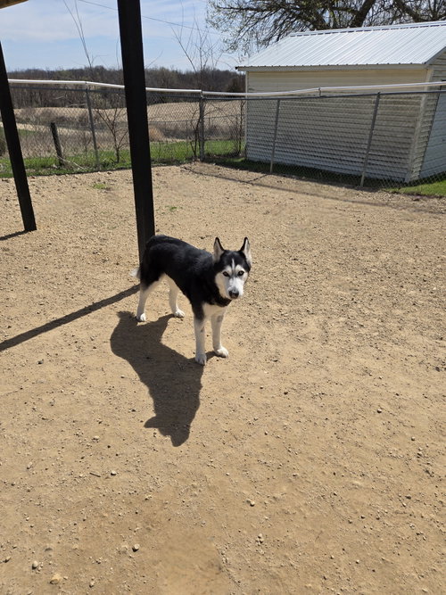 picture of the dog needing adoption