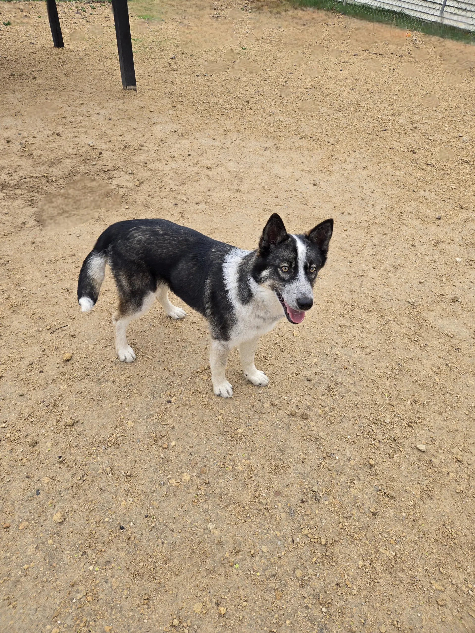 Juliette - Husky