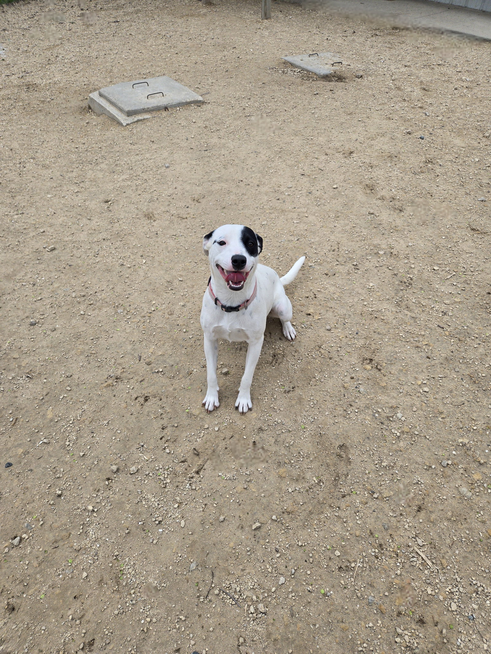 Roxy
