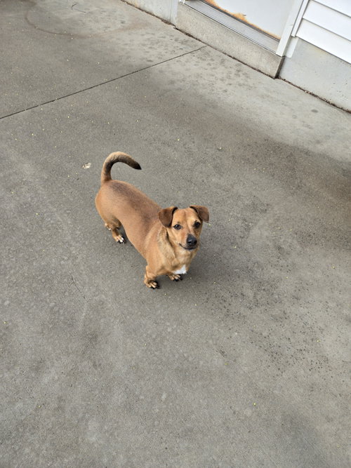 picture of the dog needing adoption