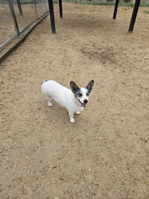picture of the dog needing adoption